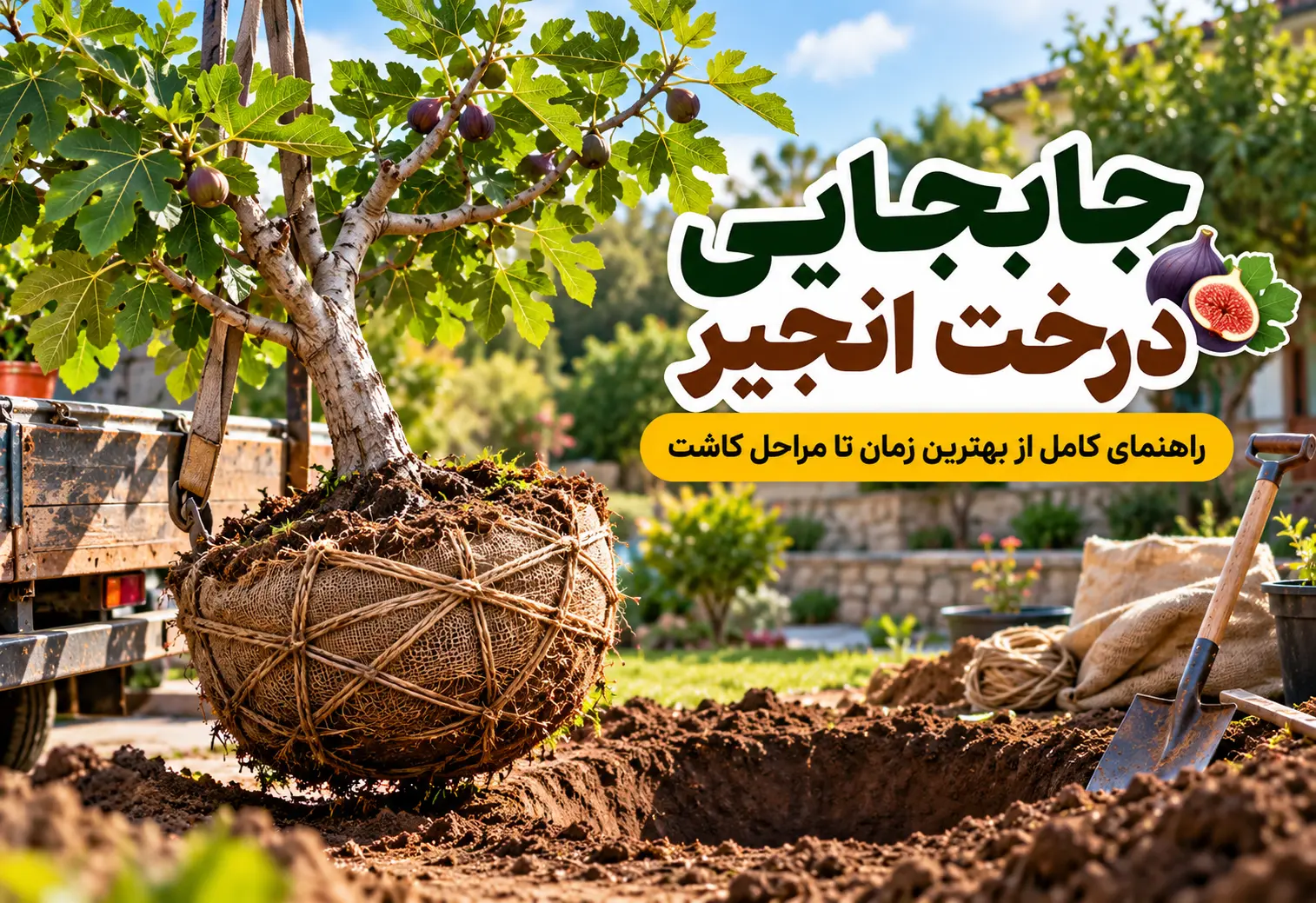 جابجایی درخت انجیر