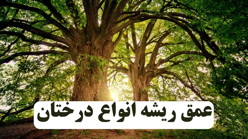 عمق ریشه انواع درختان