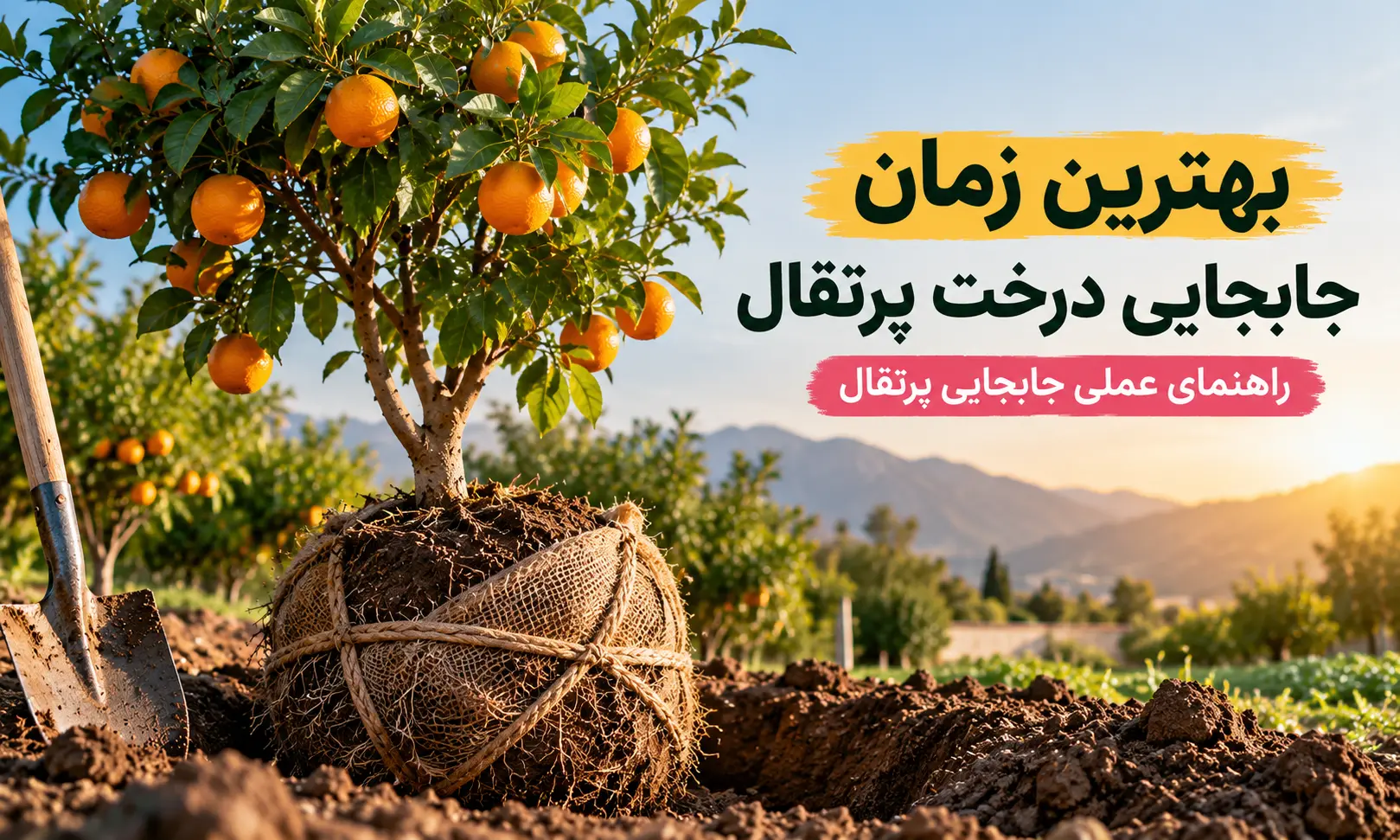 جابجایی درخت پرتقال{راهنمای عملی و گام به گام انتقال بدون خشک شدن}