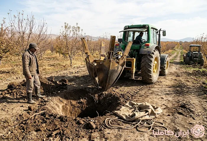 جابجایی درخت سیب