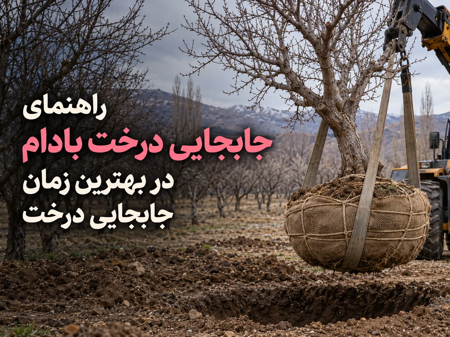 جابجایی درخت بادام{راهنمای گام به گام انتقال بدون خشک شدن}