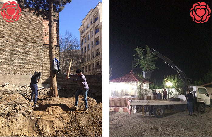 چه درختی در حیاط بکاریم؟