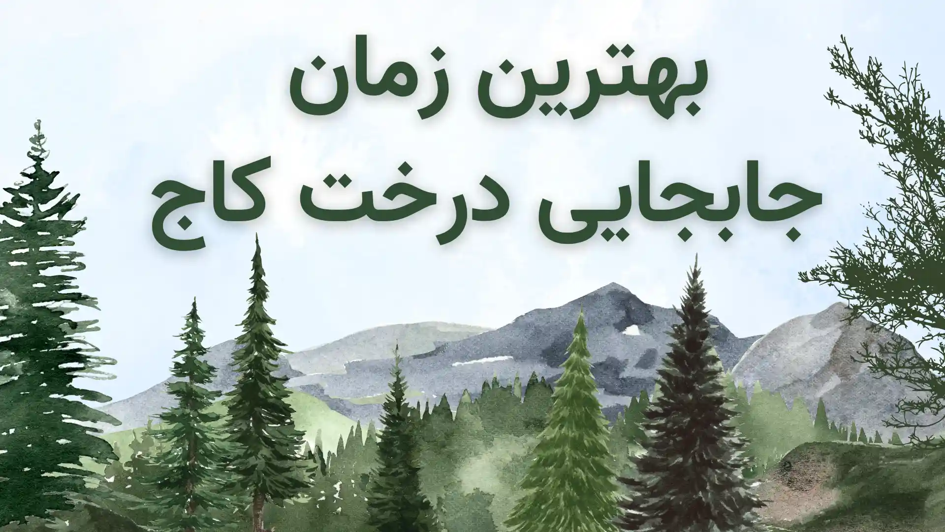 بهترین زمان جابجایی درخت کاج