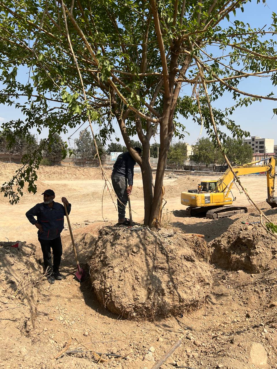 جابجایی درخت به روش ریشه برهنه