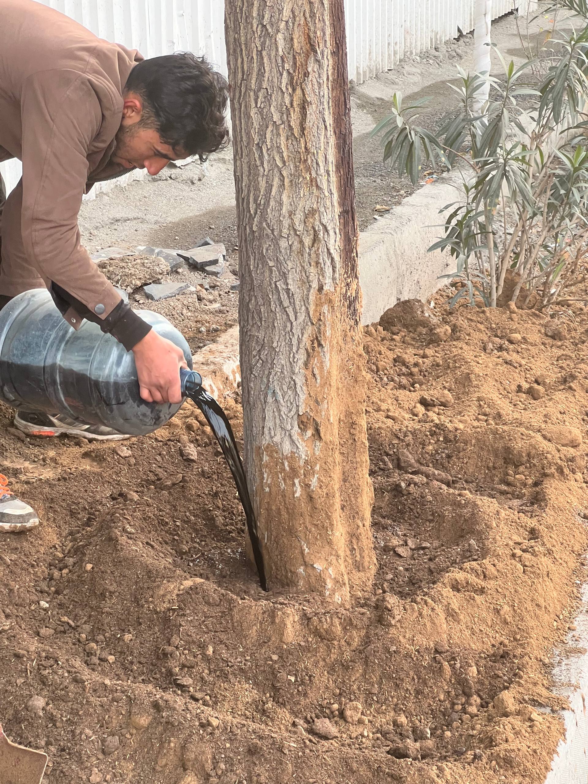 مراقبت های بعد از جابجایی درخت