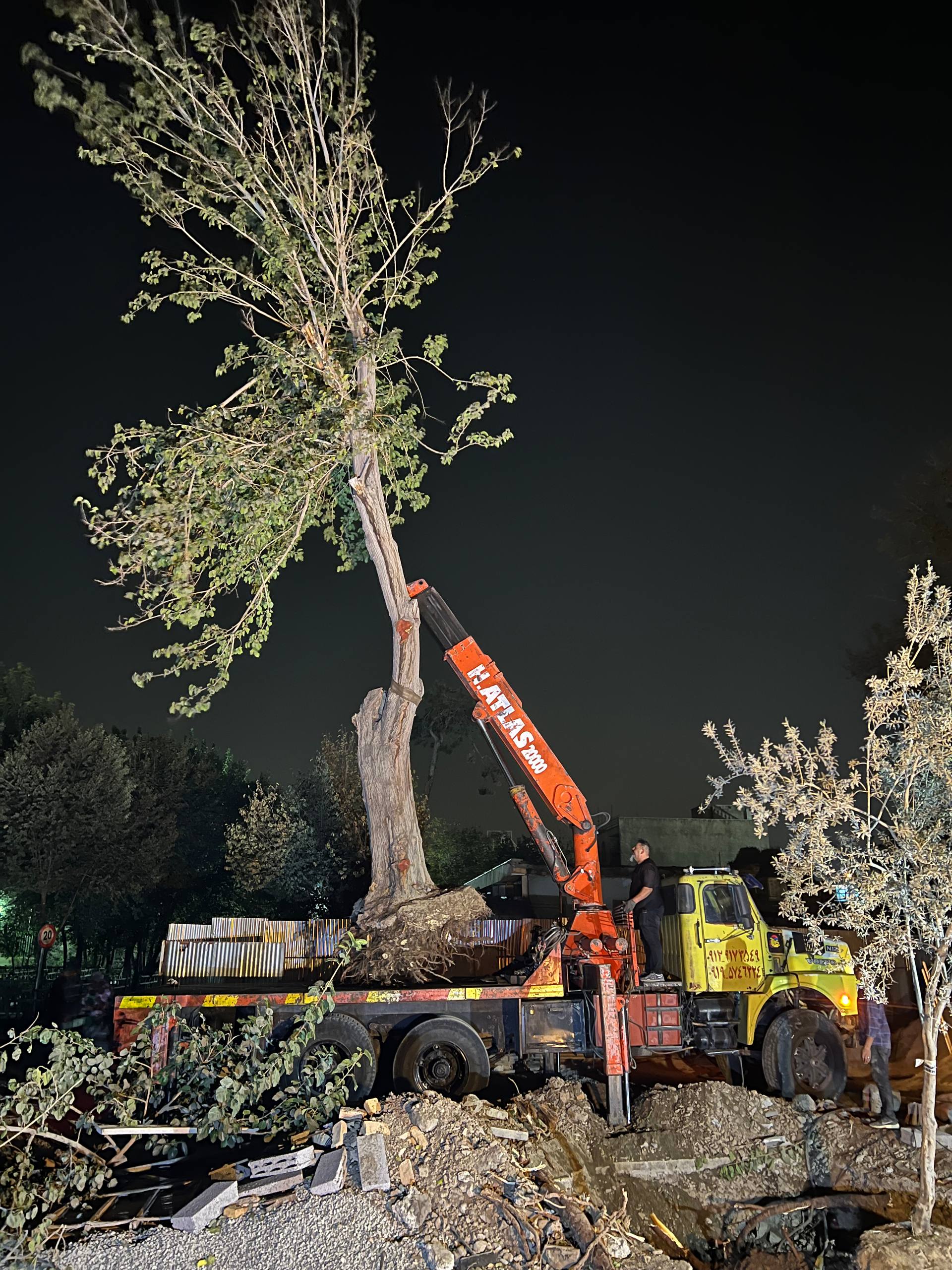 مزایا و معایب جابجایی درخت چیست