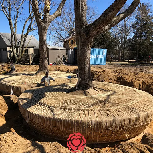 چگونه درختان چنار را جابجا کنیم؟