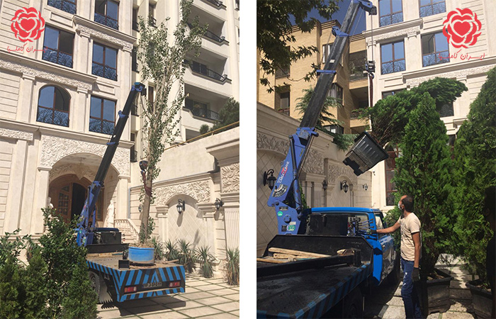 جابجایی درخت جایگزین قطع درختان