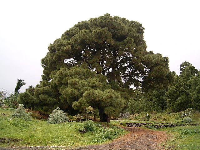 کاج جزایر قناری :(Canary Island Pine