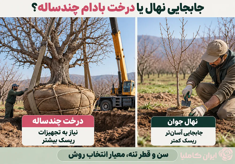 جابجایی درخت بادام