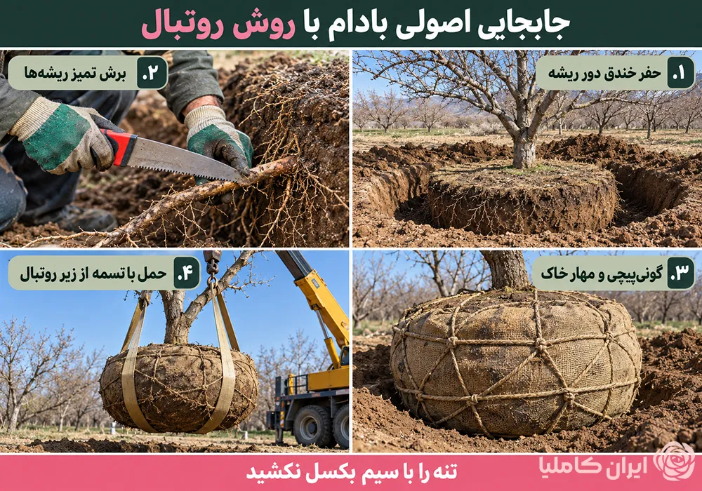 جابجایی درخت بادام