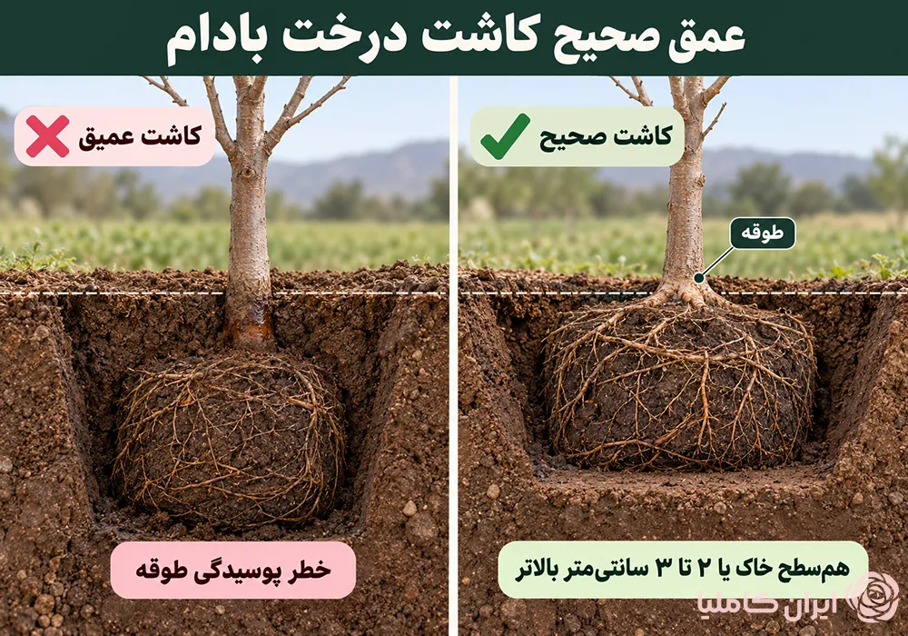 جابجایی درخت بادام