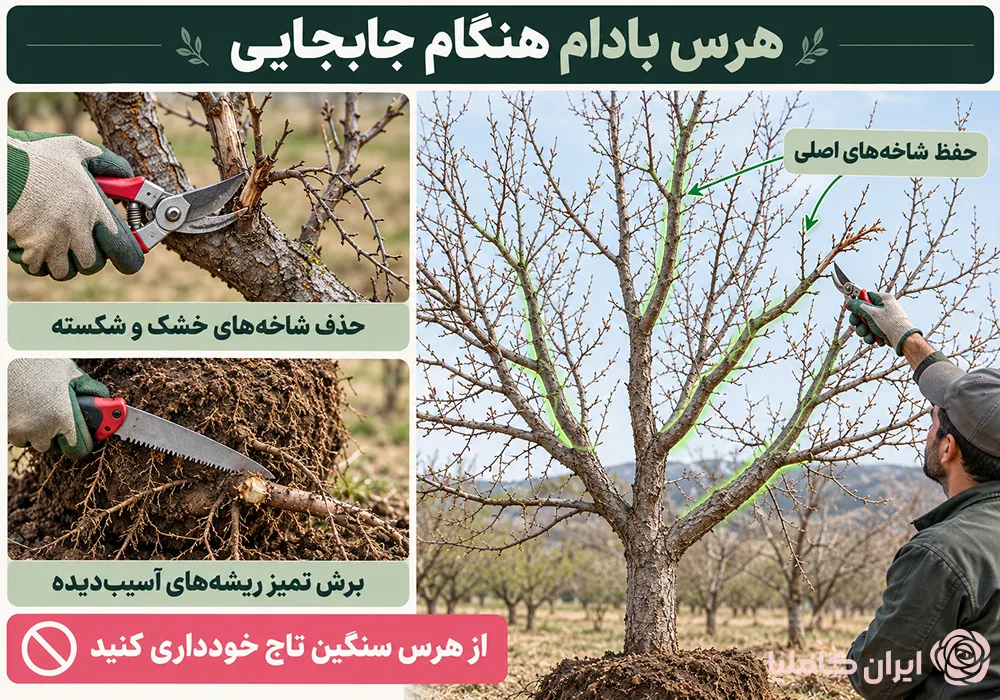 جابجایی درخت بادام