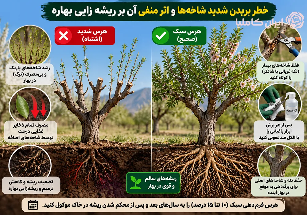 جابجایی درخت بادام