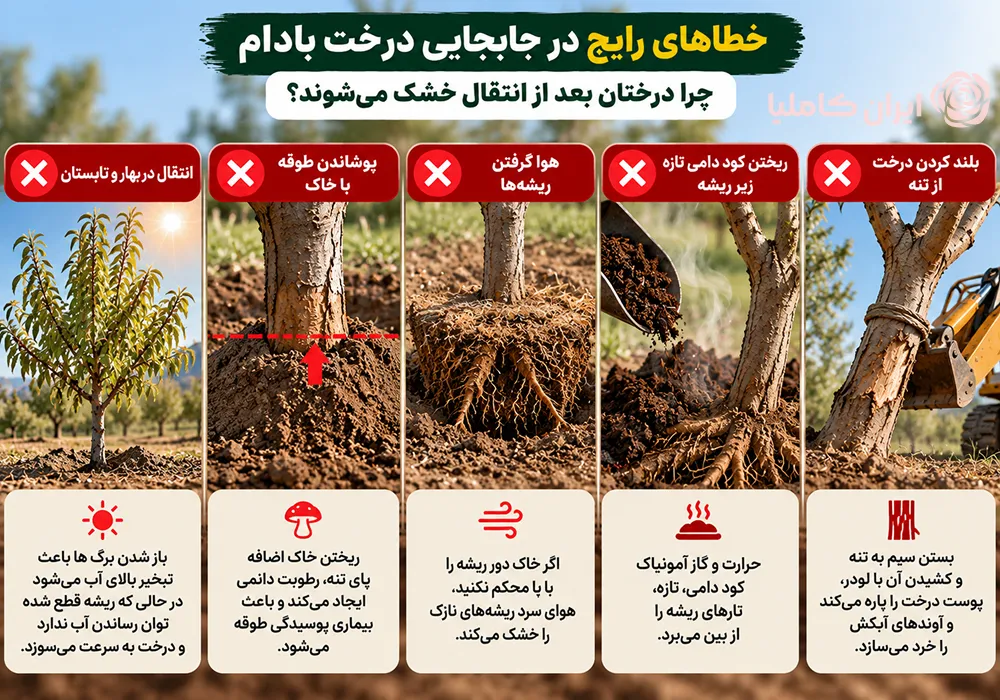 جابجایی درخت بادام