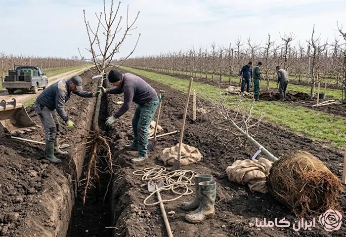 جابجایی درخت سیب