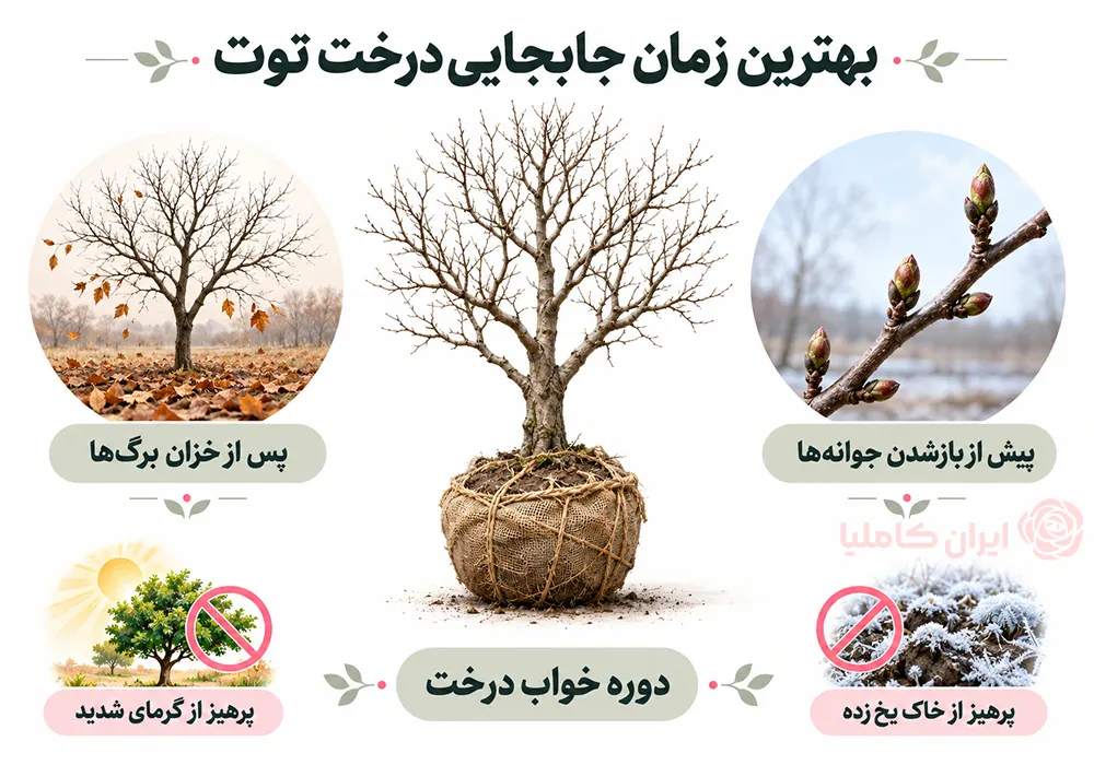 جابجایی درخت توت
