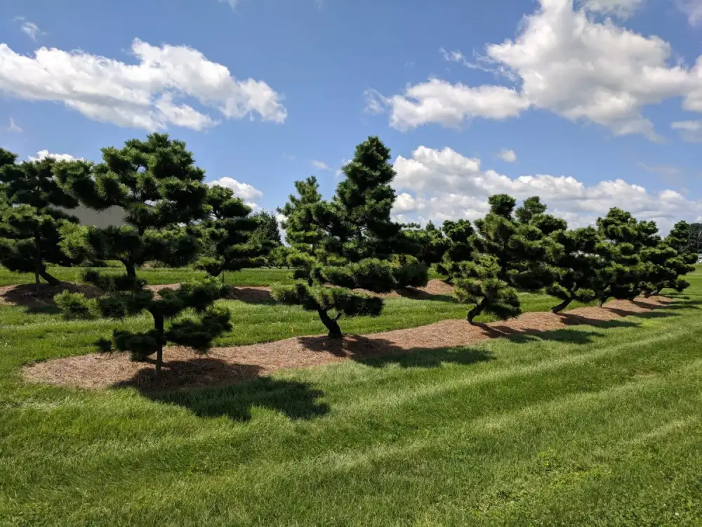  کاج ژاپنی سیاه :(Japanese Black Pine)