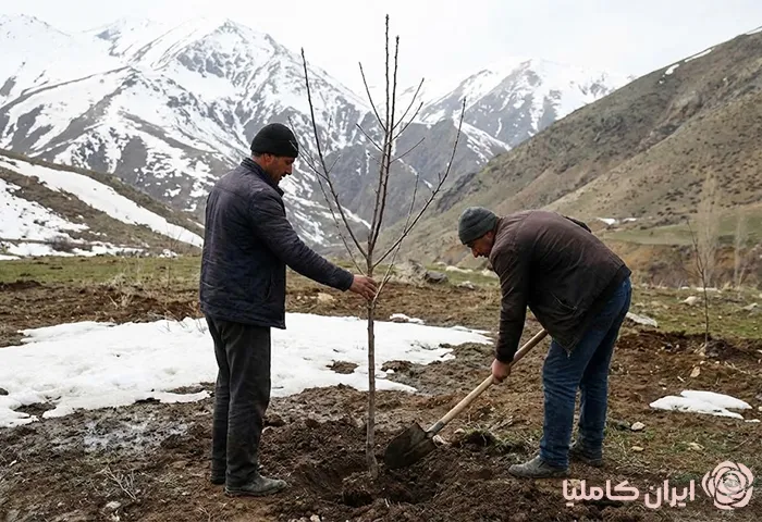 کاشت نهال در مناطق سردسیر 