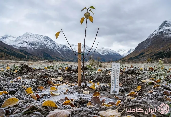 کاشت نهال در مناطق سردسیر