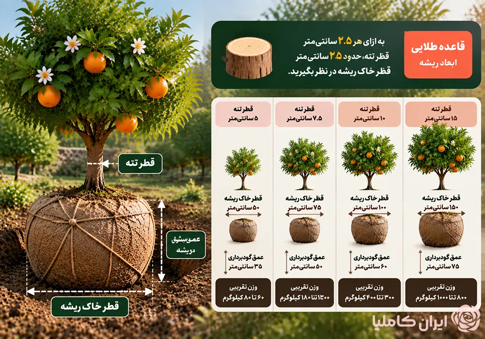 بهترین فصل جابجایی درخت نارنج