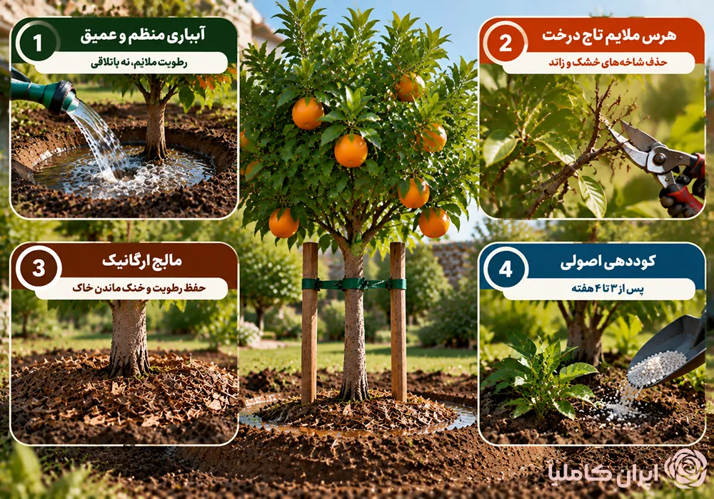 بهترین فصل جابجایی درخت نارنج
