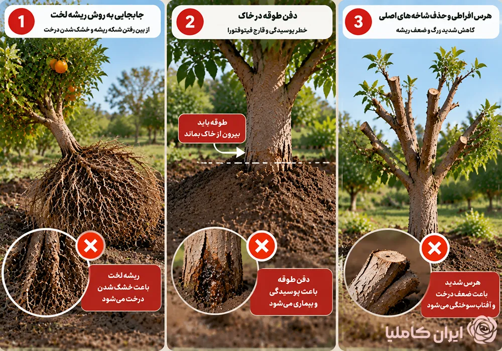 بهترین فصل جابجایی درخت نارنج
