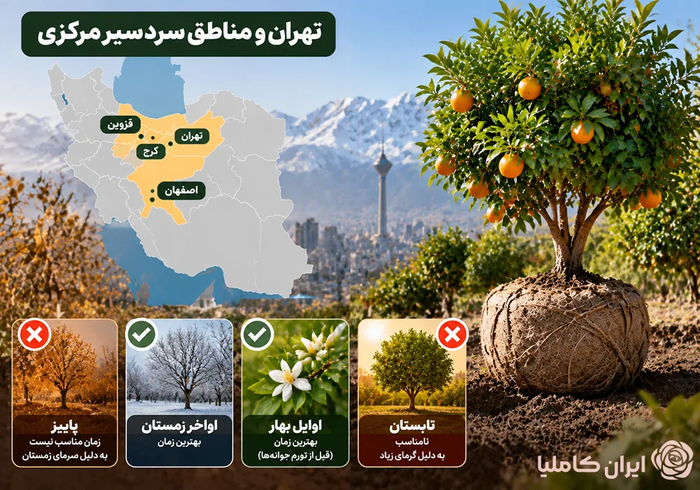 جابجایی درخت نارنج