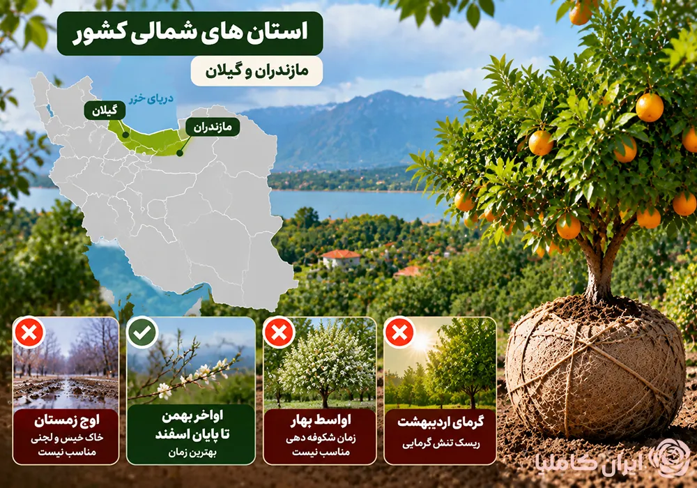 جابجایی درخت نارنج