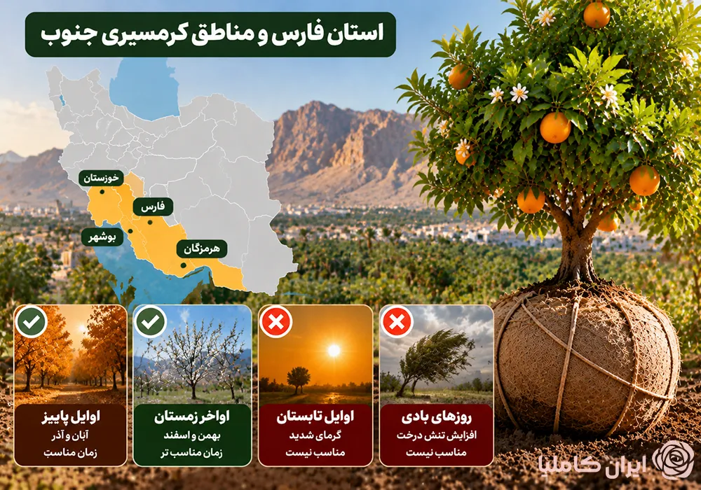 جابجایی درخت نارنج