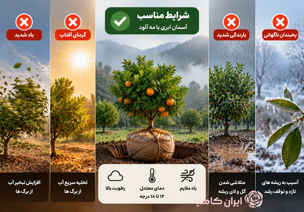 جابجایی درخت نارنج