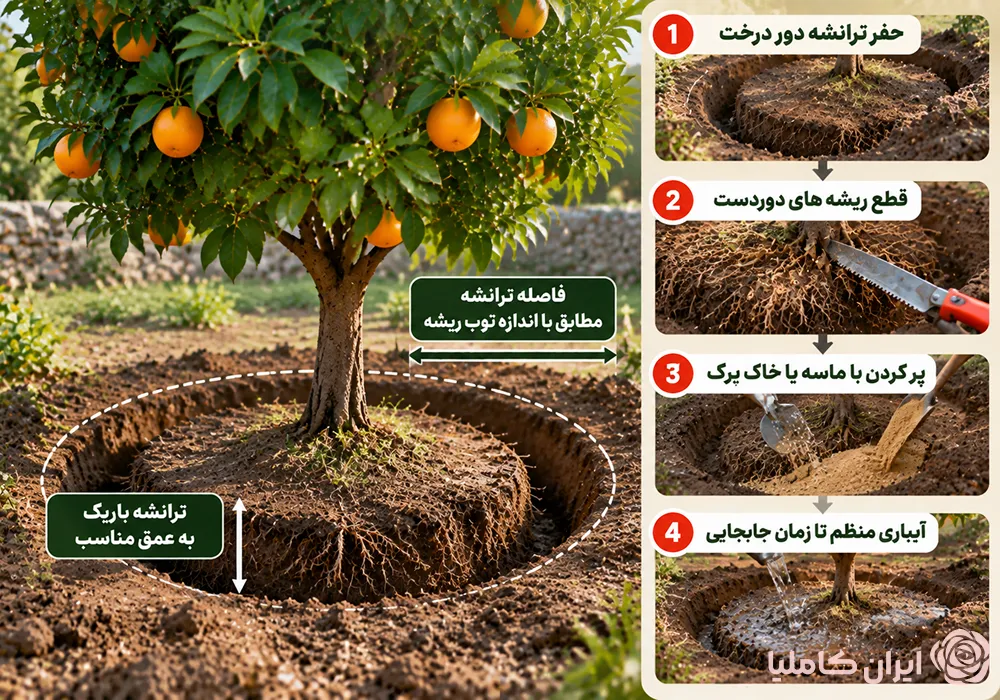 بهترین زمان جابجایی درخت نارنج