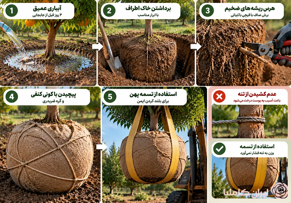 بهترین زمان جابجایی درخت نارنج