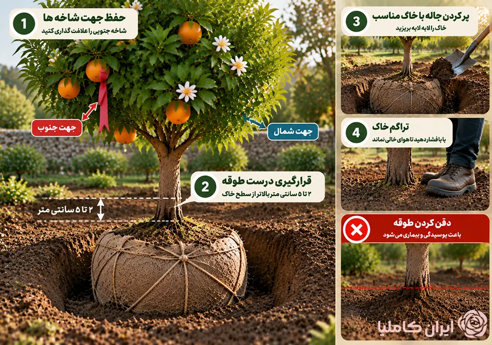 بهترین زمان جابجایی درخت نارج