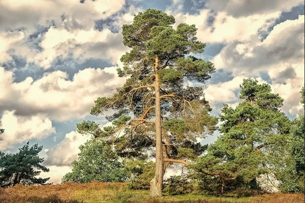 کاج مونتری :(Monterey Pine) 