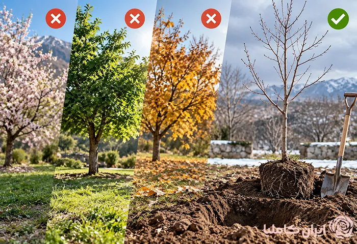 جابجایی نهال کاشته شده