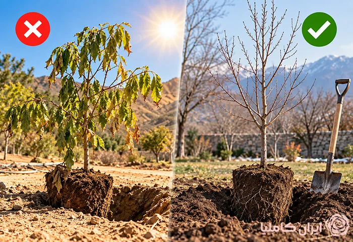 جابجایی نهال کاشته شده