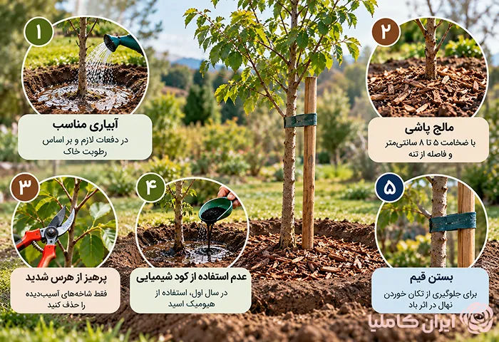 جابجایی نهال کاشته شده