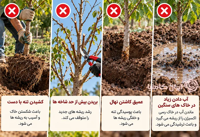 جابجایی نهال کاشته شده
