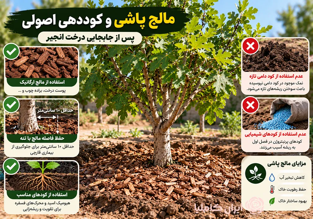 جابجایی درخت انجیر