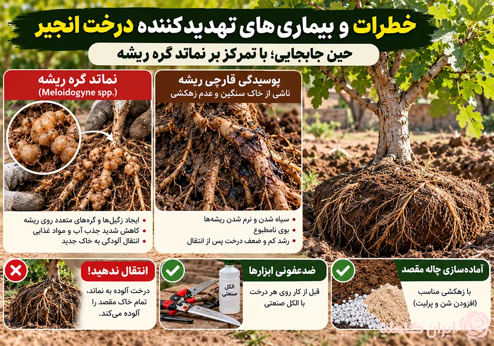 جابجایی درخت انجیر