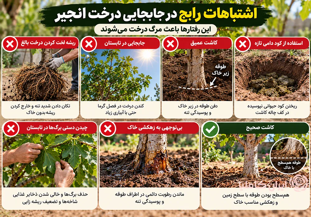 جابجایی درخت انجیر