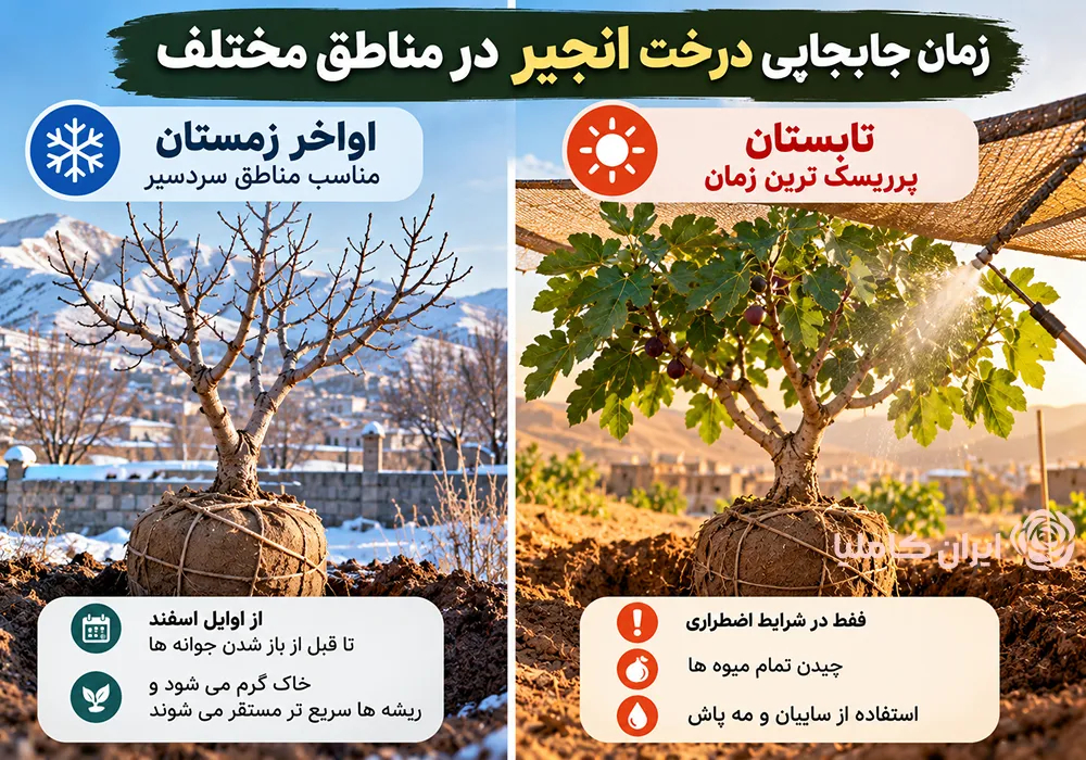 جابجایی درخت انجیر