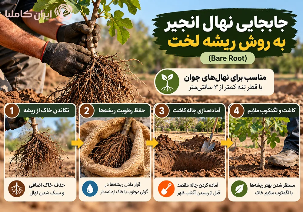 جابجایی درخت انجیر