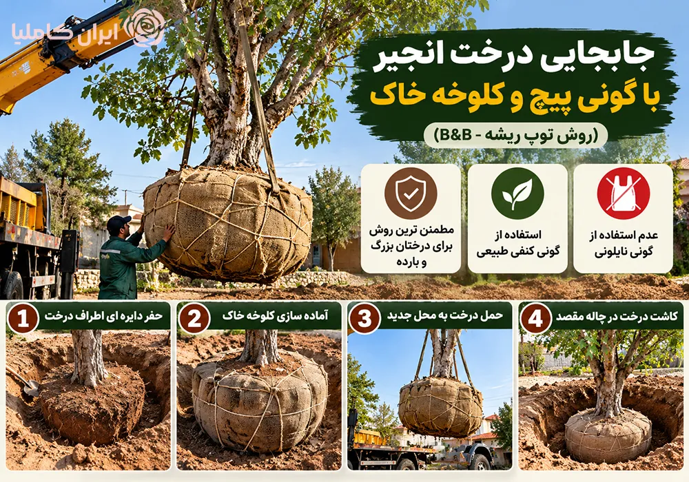 جابجایی درخت انجیر