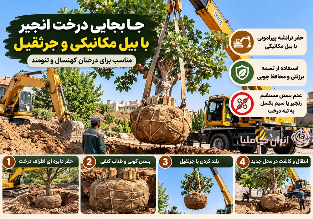 جابجایی درخت انجیر