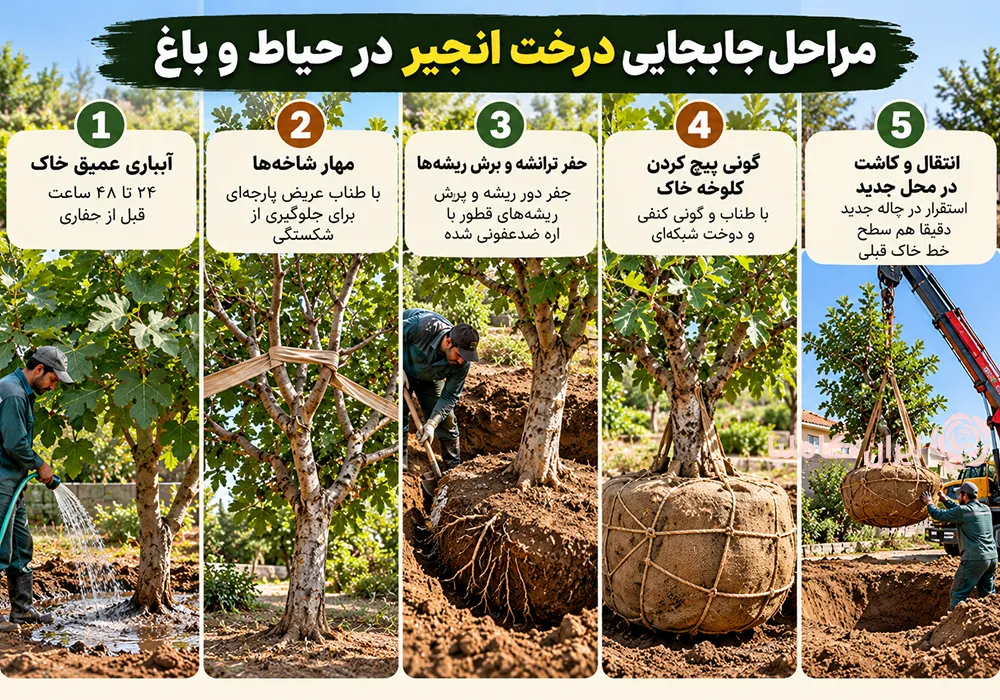 جابجایی درخت انجیر