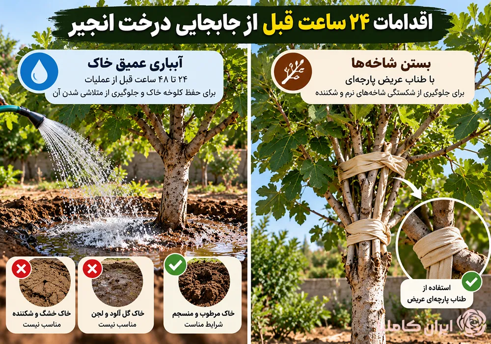 جابجایی درخت انجیر