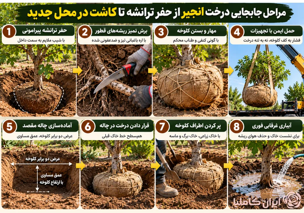 جابجایی درخت انجیر