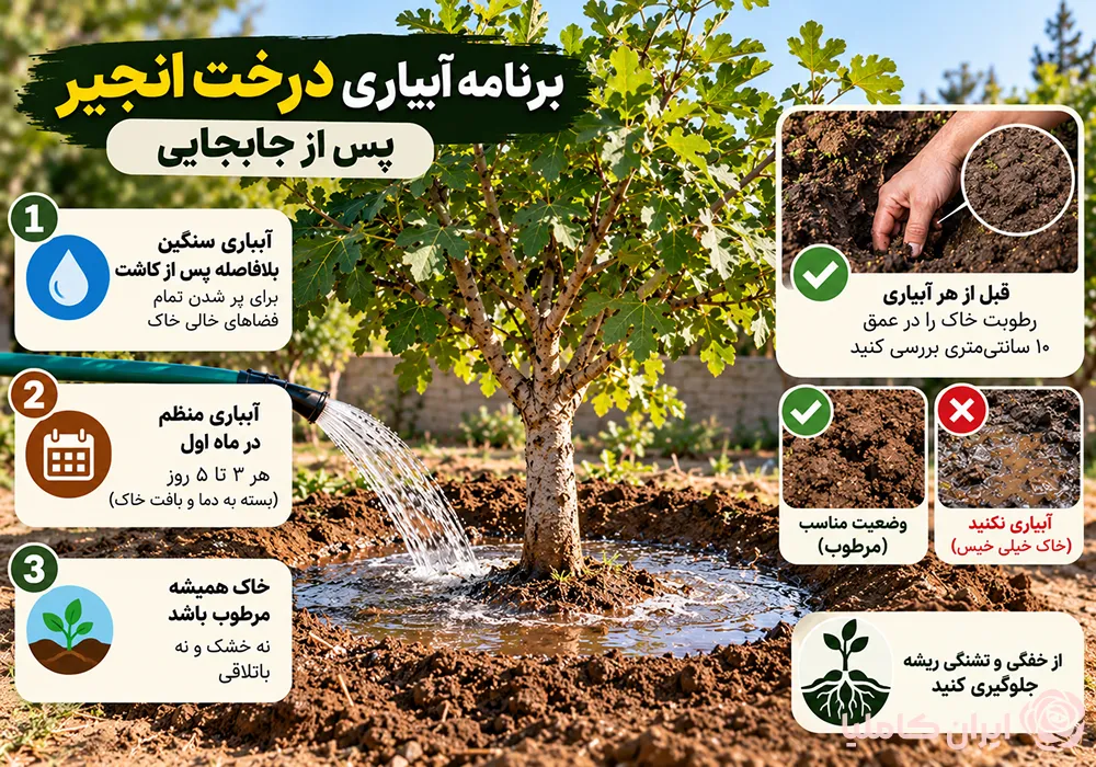 جابجایی درخت انجیر